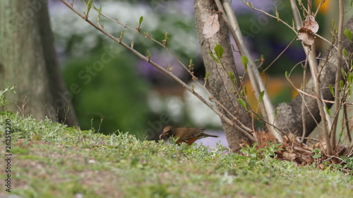 アカハラの捕食 photo