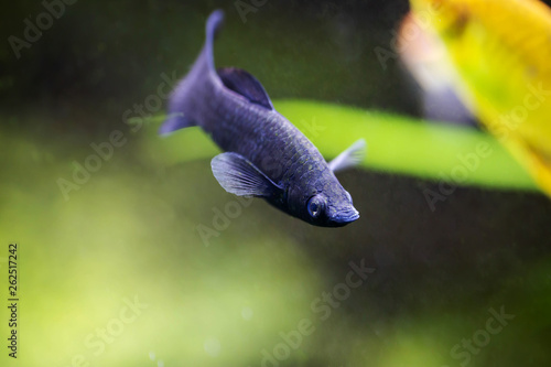 Lyretail Molly black fish