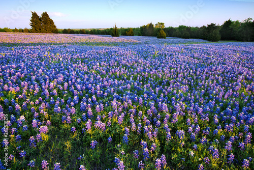 Bluebonnet filled Meadow near Ennis, Texas