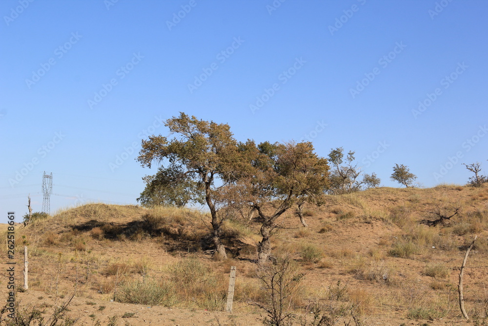 Obraz premium tree in desert