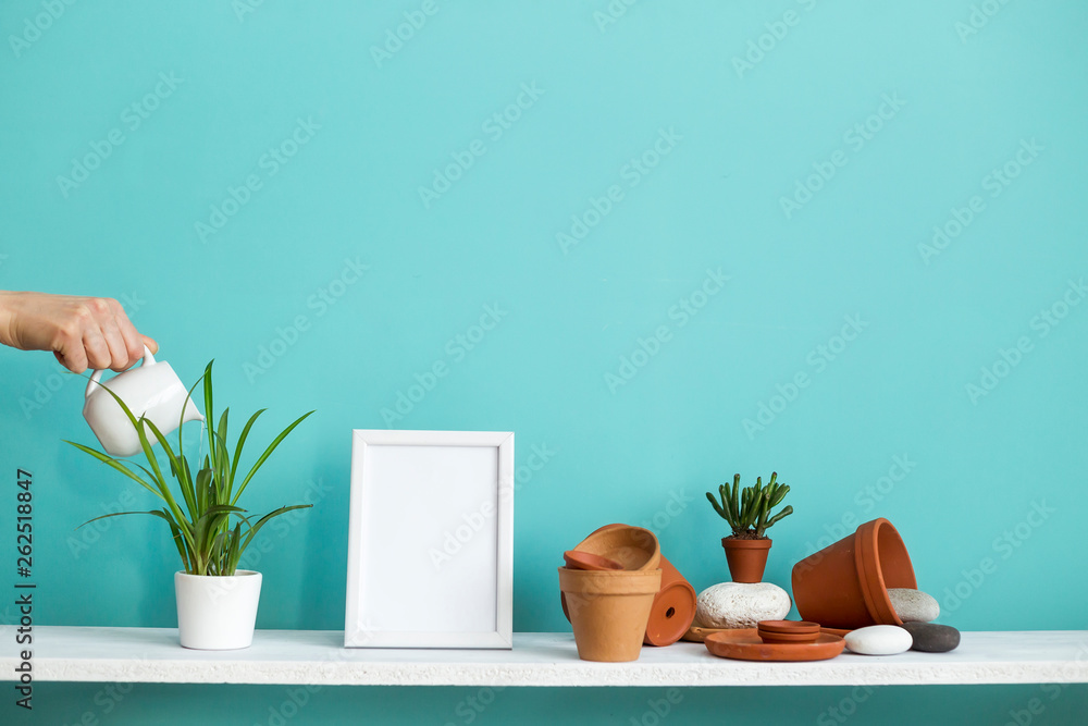 White shelf against pastel turquoise wall with pottery and succulent plant. Hand watering potted spider plant. White shelf against pastel turquoise wall with pottery and succulent plant. Hand watering potted spider plant.