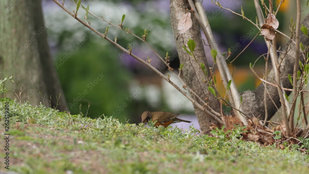 アカハラの捕食 アカハラの捕食