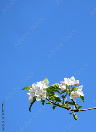 Apfelblüten vor blauen Himmel - Hintergrund und Freisteller
