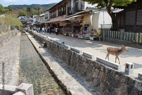 canal in miyajima (japan)