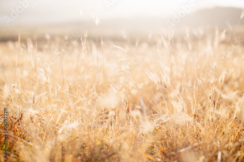 HERBES FOLLES AU SOLEIL