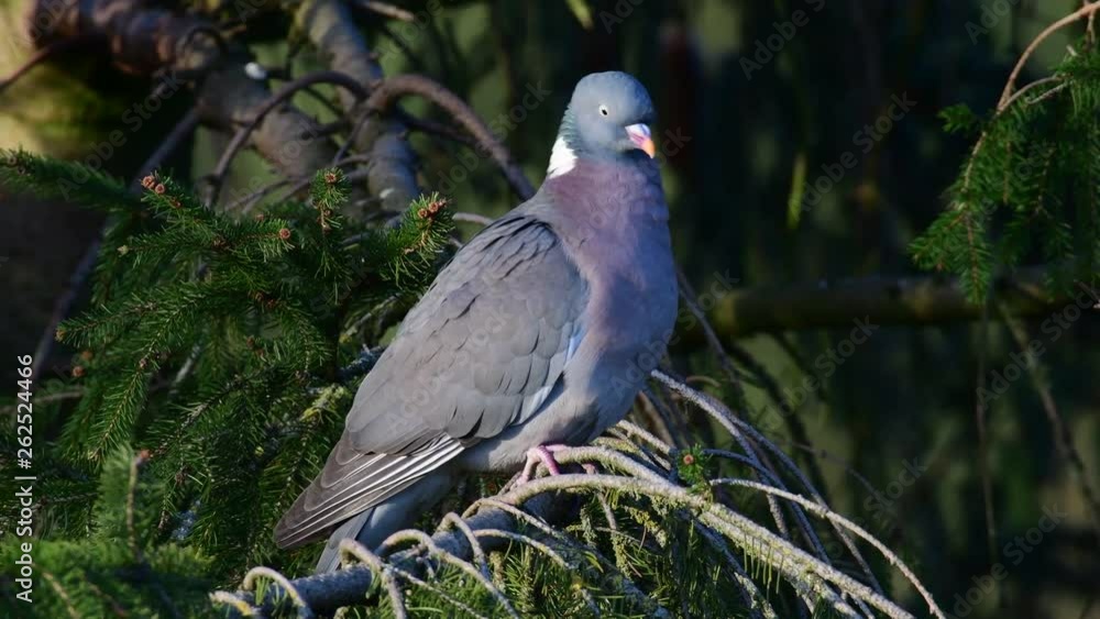 Woodpigeon sitting in the tree and look, spring, (columba palumbus), germany Woodpigeon sitting in the tree and look, spring, (columba palumbus), germany