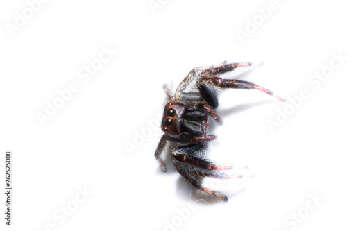 isolated spider, macro spider on white background, macro of insect, animal wildlife