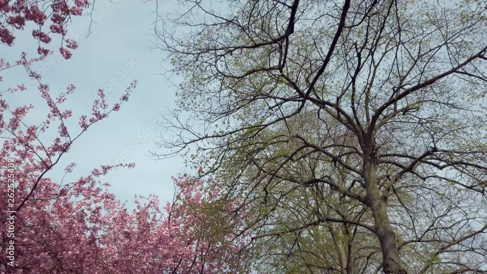 Cherry blossom tracking shot. Camera tracks underneath cherry blossom trees in Calthorpe Park, Birmingham. Cherry blossom tracking shot. Camera tracks underneath cherry blossom trees in Calthorpe Park, Birmingham.
