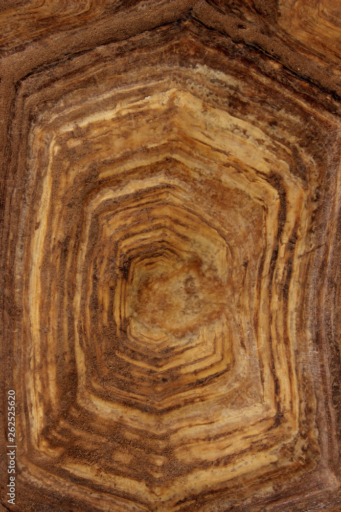 Blurred Pattern Of Tortoise Shell. Cropped Shot Of Tortoise Shell. Blurred Abstract Nature Background Texture. Blurred Pattern Of Tortoise Shell. Cropped Shot Of Tortoise Shell. Blurred Abstract Nature Background Texture.