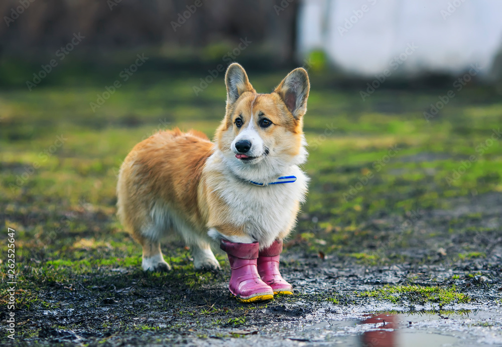 Corgi boots store
