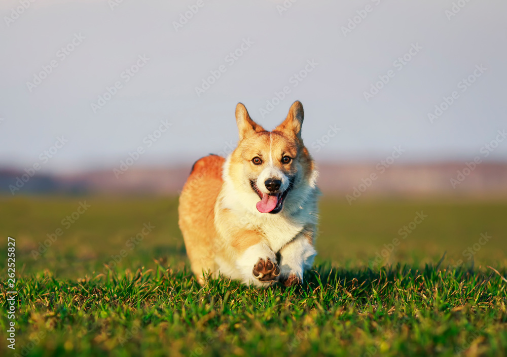 cute red puppy dog Corgi fun running on green grass on spring meadow funny tongue hanging out and he raised his foot cute red puppy dog Corgi fun running on green grass on spring meadow funny tongue hanging out and he raised his foot