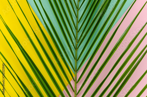 Close up tropical leaf on pink, yellow and mint tricolor background. Minimal summer exotic flat lay concept