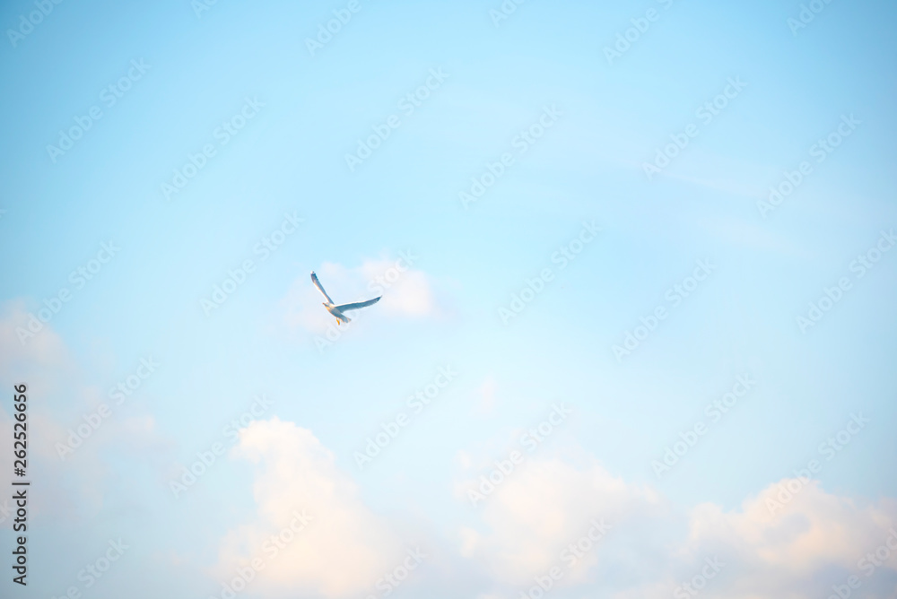 a seagull in the sky a seagull in the sky