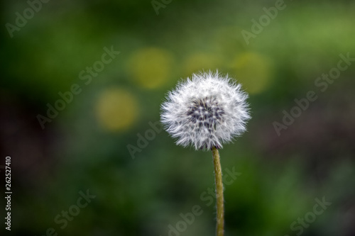 Dandelion puff ball  blow ball  seed head  leontodon taraxacum from low angle or perspective isolated with select focus  soft bokeh background