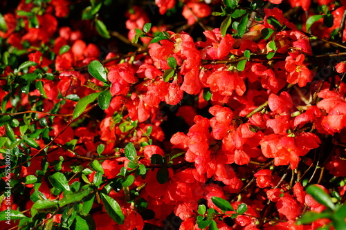 Fototapeta Naklejka Na Ścianę i Meble -  Red orange blooms of flowering quince chaenomeles shrub