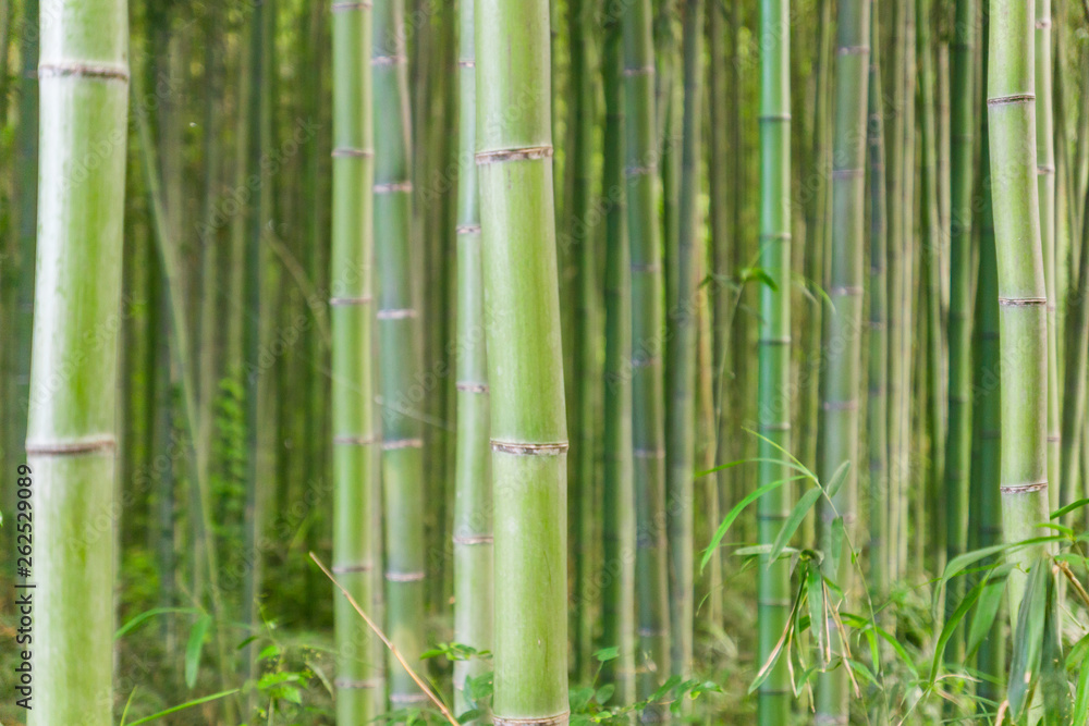 Famous evergreen plants surrounding on a beautiful bright day in the Arashiyama Bamboo Grove, a Kyoto's top sight, Japan. Famous evergreen plants surrounding on a beautiful bright day in the Arashiyama Bamboo Grove, a Kyoto's top sight, Japan.
