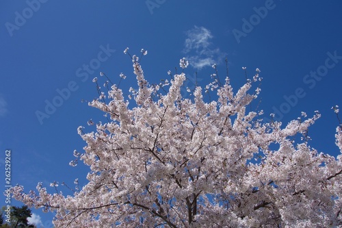 日本の桜