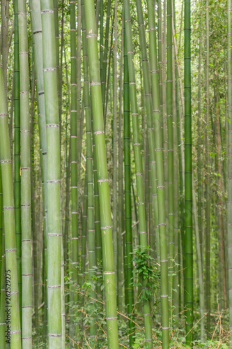 Fototapeta Naklejka Na Ścianę i Meble -  Famous evergreen plants surrounding on a beautiful bright day in the Arashiyama Bamboo Grove, a Kyoto's top sight, Japan.