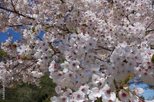 日本の桜