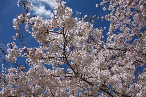 日本の桜