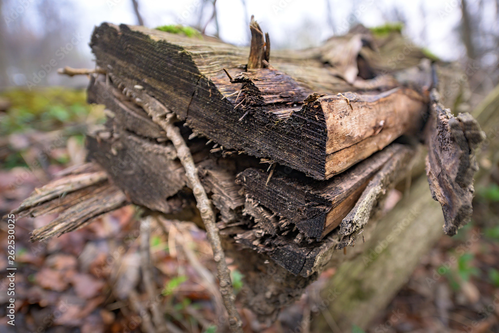 Natural habitat for insects in the forest in the morning. Rotten wood as protection to preserve biodiversity. Natural habitat for insects in the forest in the morning. Rotten wood as protection to preserve biodiversity.