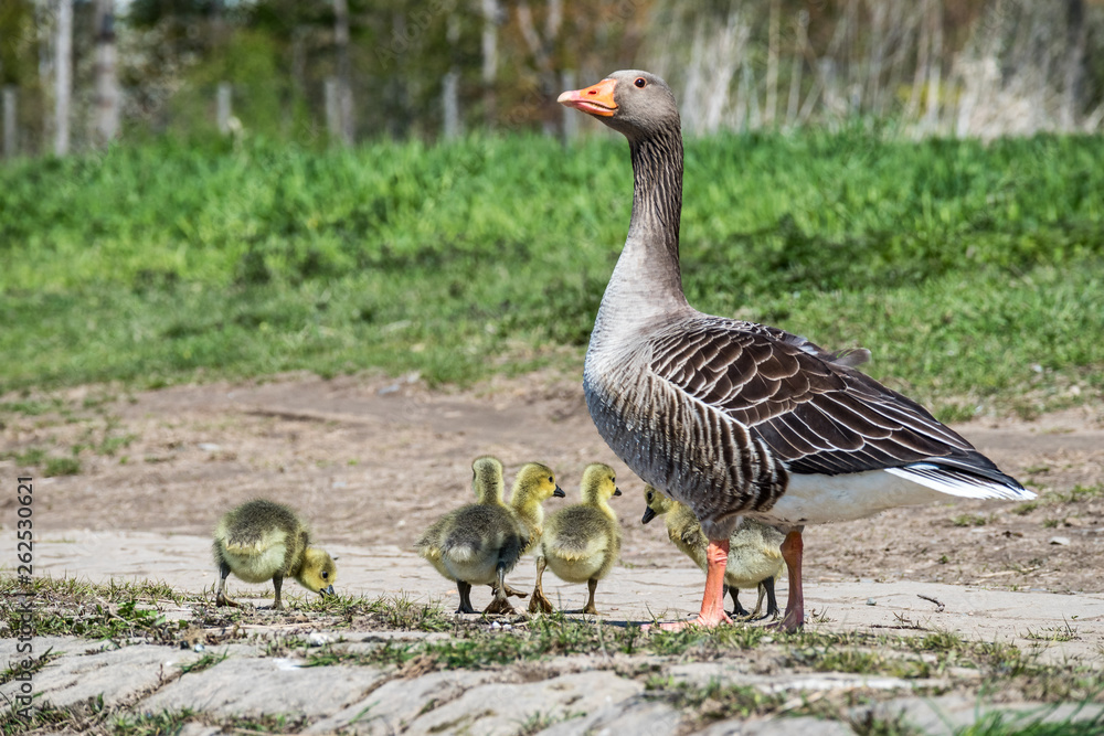 Gänsefamilie an der Elbe in Dresden Gänsefamilie an der Elbe in Dresden