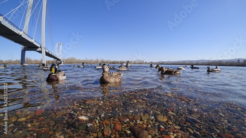Beautiful ducks float on the river with clear water. The bottom is rocky. Background cable bridge, in the distance forest and houses. Sunny weather, clear blue sky. © Sergei Tim
