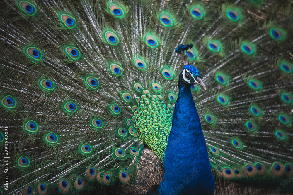 Fototapeta premium peacock opening wings