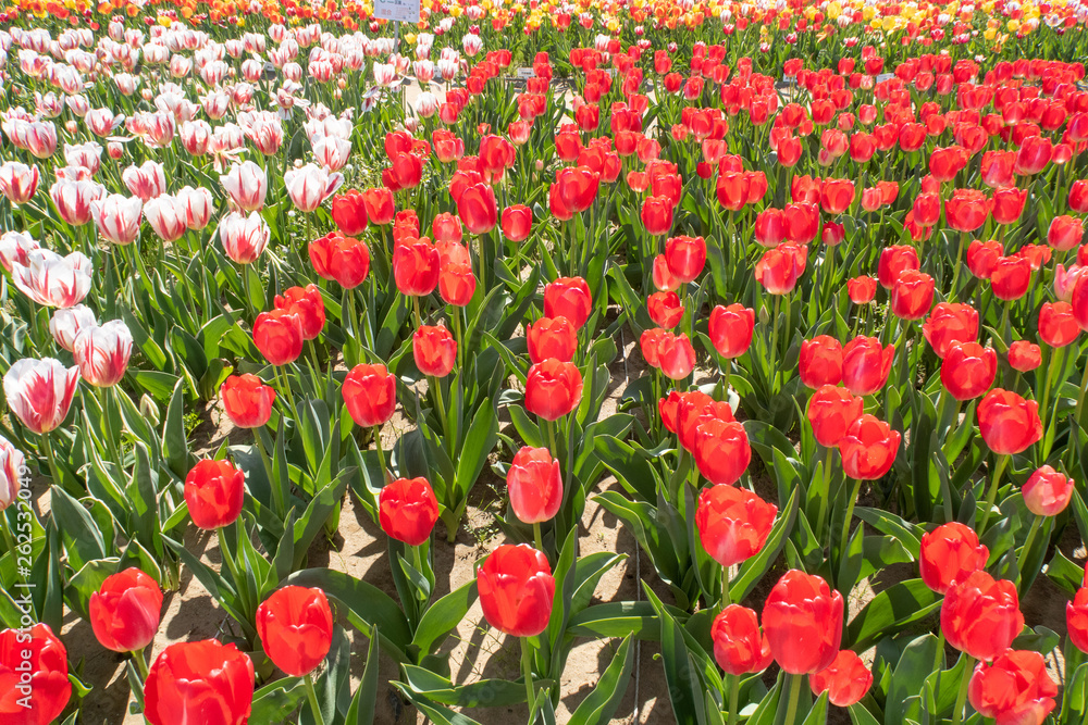 チューリップ畑