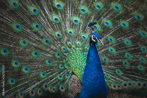peacock opening wings