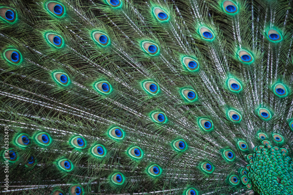 Obraz premium peacock beautiful feathers