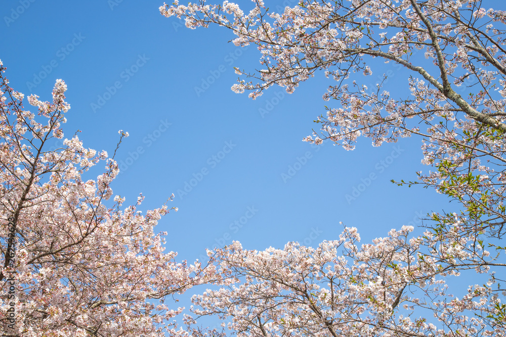 桜　サクラ