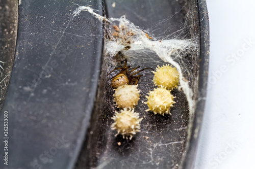 Close up brown widow spider (Latrodectus geometricus) and nest in nature