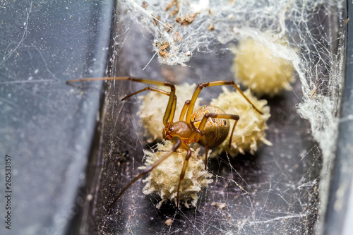Close up brown widow spider (Latrodectus geometricus) and nest in nature