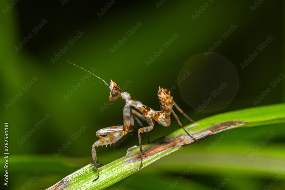 Praying Mantis Insect Flower in the garden white bokeh. Praying Mantis Insect Flower in the garden white bokeh.