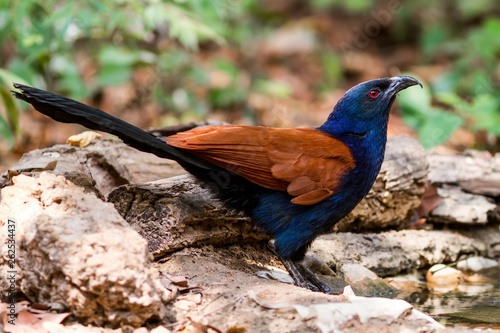 Beautiful bird greater coucal or crow pheasant (Centropus sinensis) drink water on branch in DoiInthanon Natural Park, Chiangmai ,Thailand