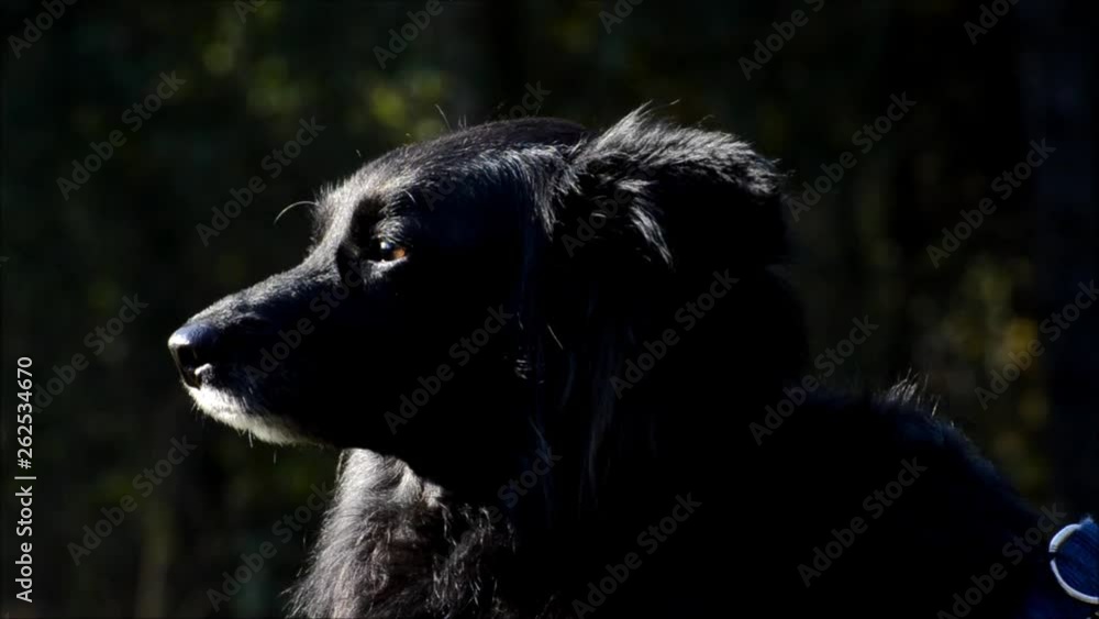 Black dog in People's Park (Volkspark) Rehberge in Berlin-Wedding from November 17, 2014, Germany Black dog in People's Park (Volkspark) Rehberge in Berlin-Wedding from November 17, 2014, Germany