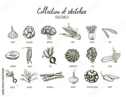 Collection of sketches of vegetables.