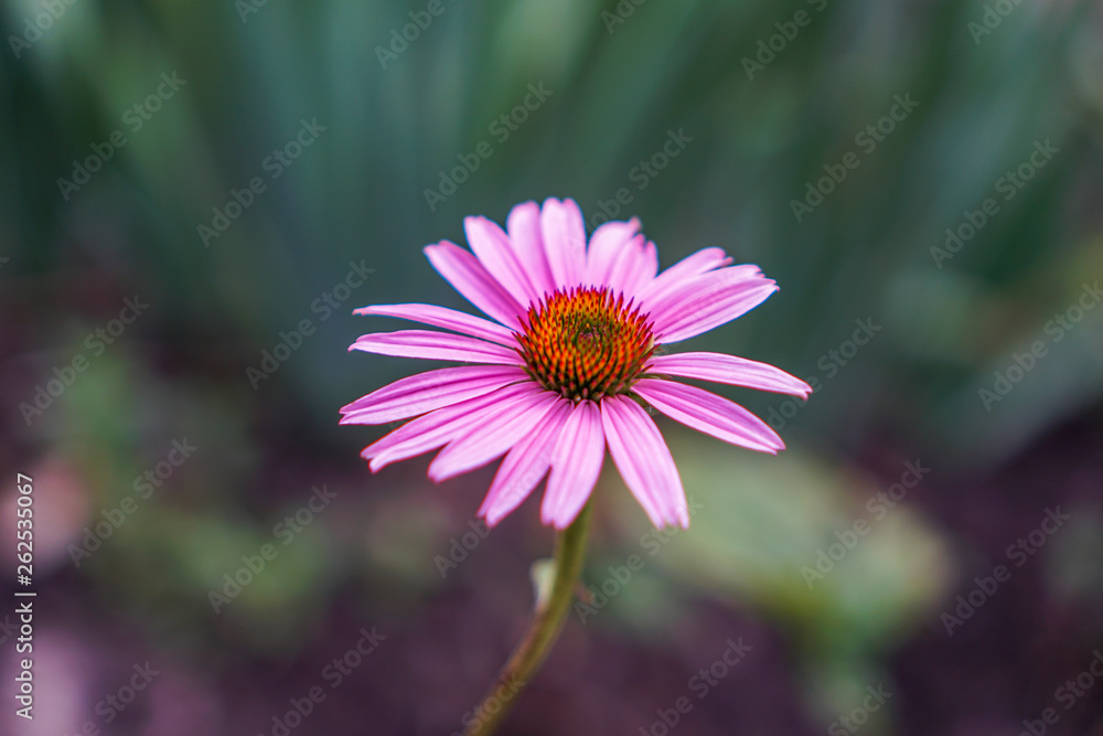 Close Up Beautiful Pink flower in green field Close Up Beautiful Pink flower in green field