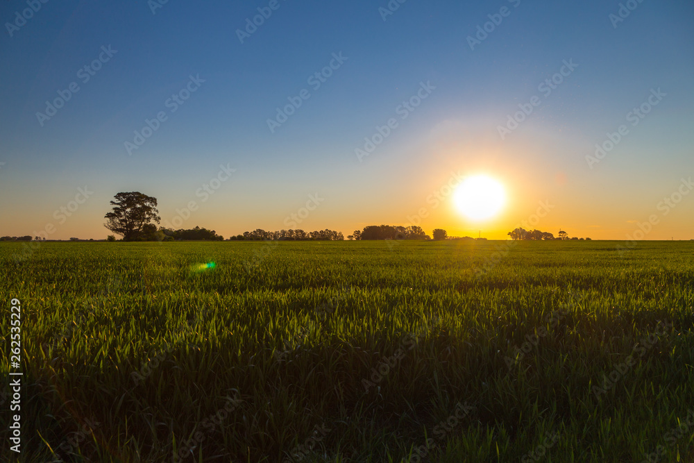 Sunset in the countryside. The end of a sunny day of spring in the Argentine pampa. Green field of wheat recently planted. 