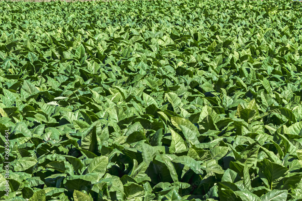 Tobacco farm in Thailand Tobacco farm in Thailand