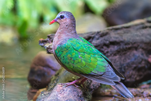 Lovely  bird Emerald Dove(Green-winged Pigeon) on branch
