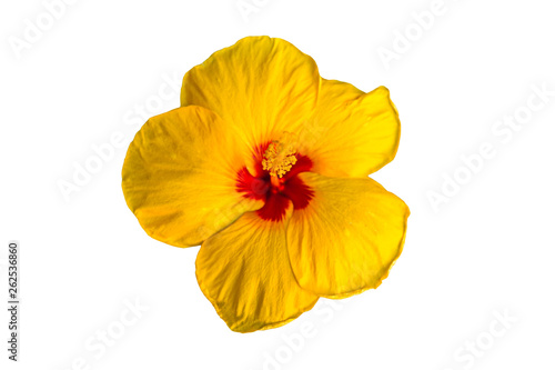 Macro of yellow China Rose flower (Chinese hibiscus ) isolate on white background.Saved with clipping path