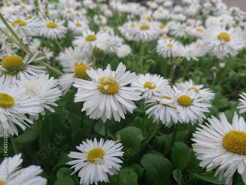 daisies in the garden