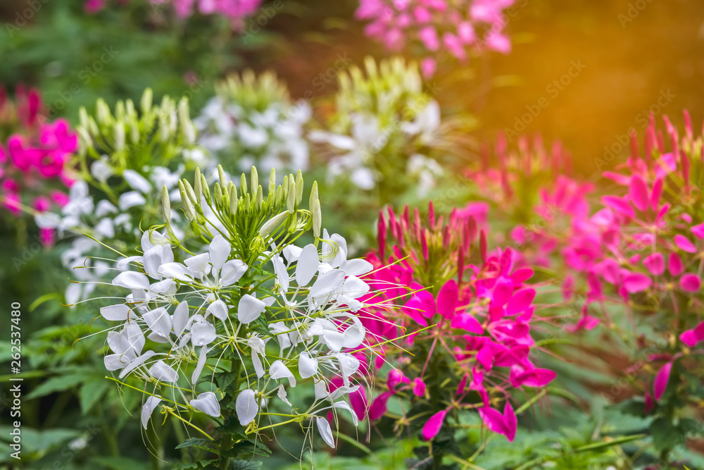 Colorful of Spider flower(Cleome hassleriana) in the garden with light ray.