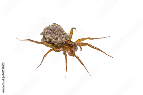 Female Wolf-spider, Trochosa with baby spiders on her back, macro photo on white background,selective focus.Saved with clipping path. photo