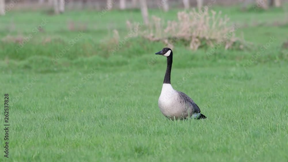 Canada goose male standing in the meadow and look, spring, (branta canadensis), germany Canada goose male standing in the meadow and look, spring, (branta canadensis), germany