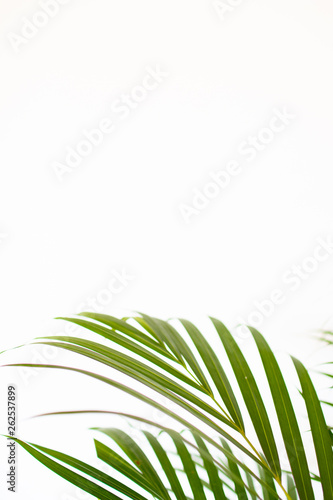 tropical palm leaves on white background and bright green color. Minimal background and simple layout.