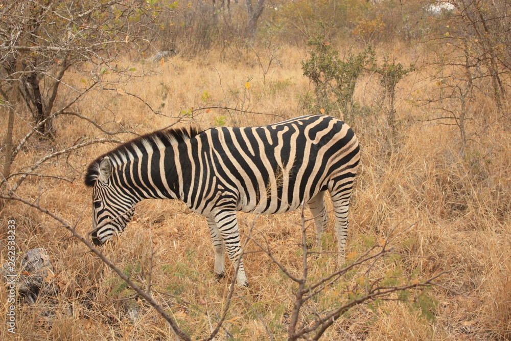 Obraz premium Zèbre Kruger National Park Afrique du Sud
