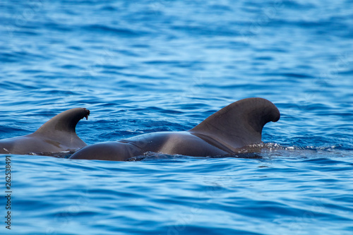 whale watching in Tenerife  open sea and nature activities in the marine park. Cetacean sighting..Pilot whales in the open sea among the waves